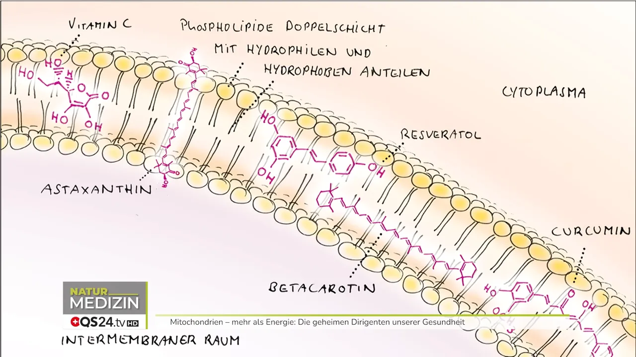 Schematische Darstellung der Phospholipid-Doppelschicht