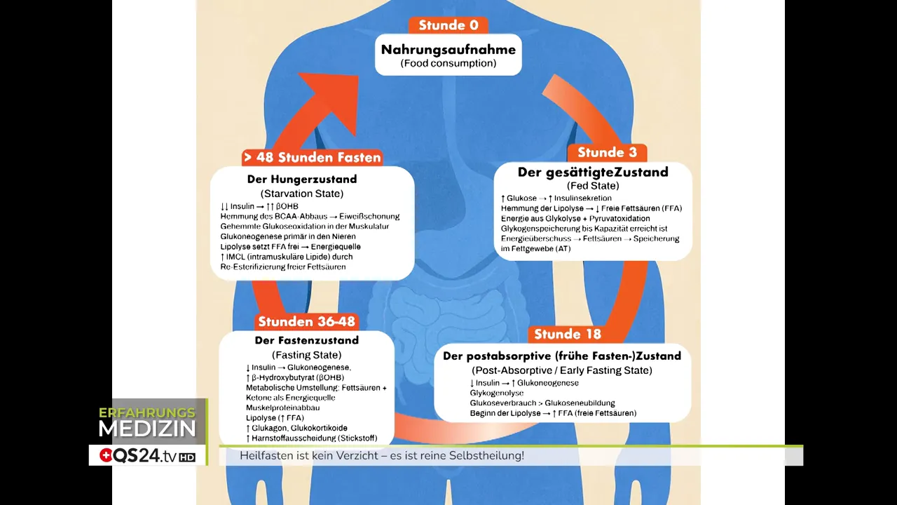 Grafik: Substrate im Verlauf von Stunde 0 bis über 48 Stunden