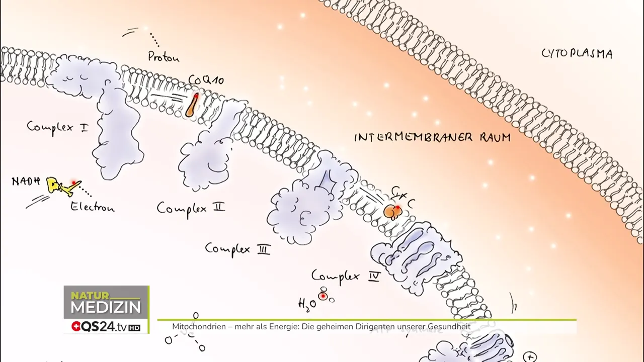 Grafik: Atmungskettenkomplexe I–V in der inneren Mitochondrienmembran